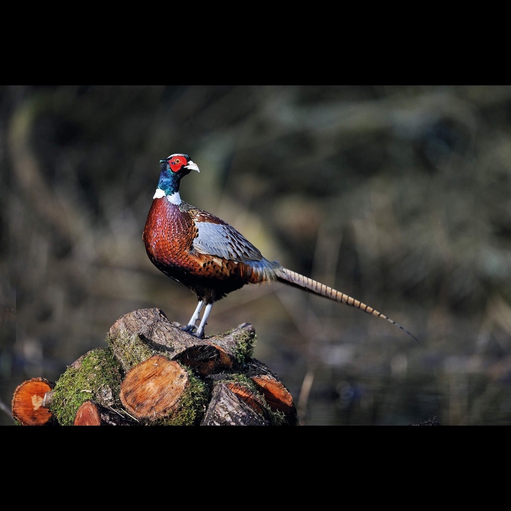 Meet your Posher, Brandon